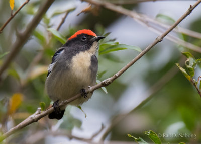 Scarlet-backed Flowerpecker
