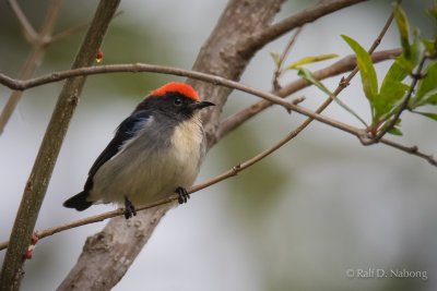 Scarlet-backed Flowerpecker