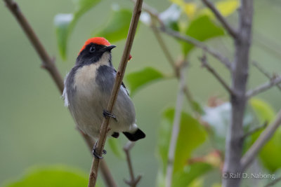 Scarlet-backed Flowerpecker