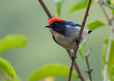Scarlet-backed Flowerpecker