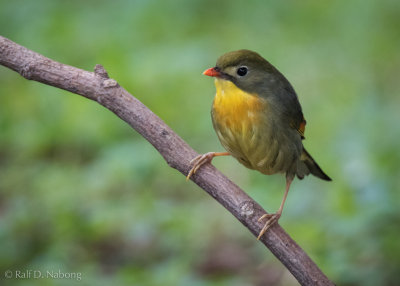 Red-Billed Leiothrix