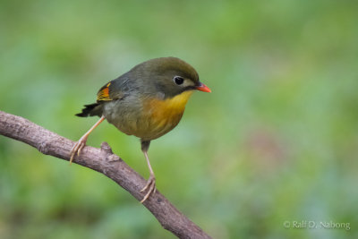 Red-Billed Leiothrix