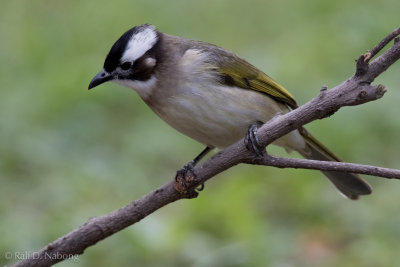 Chinese Bulbul