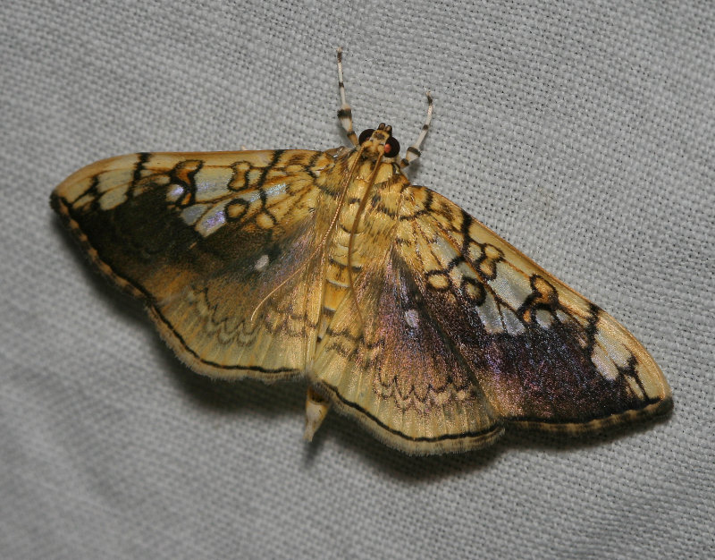 Basswood leafroller