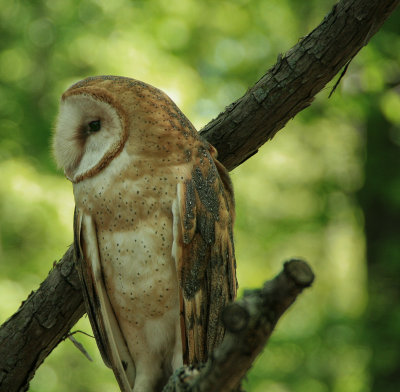 Barn Owl 