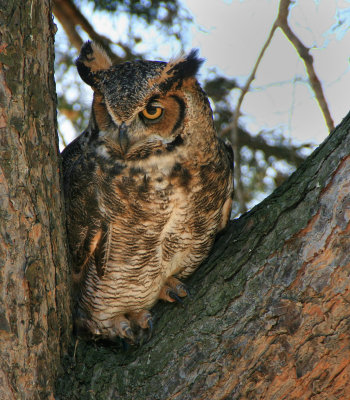 Great Horned Owl