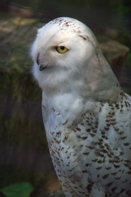 Snowy Owl