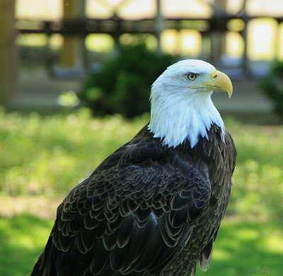 Eagle