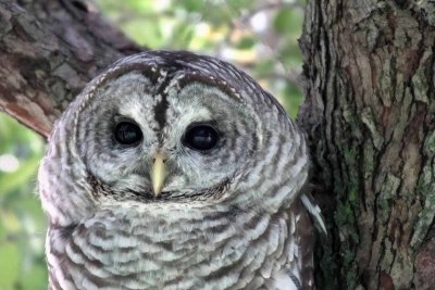 Barred Owl