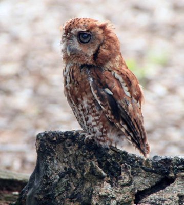 Eastern Screech Owl