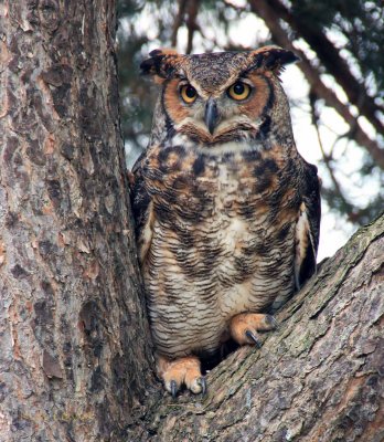 Great Horned Owl.jpg