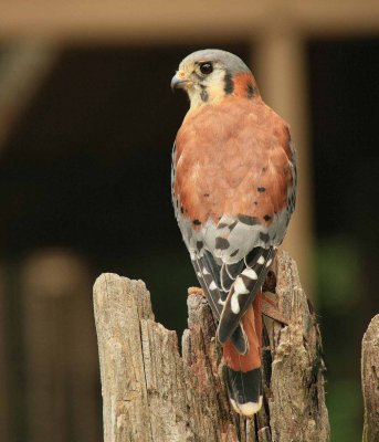 Kestrel