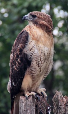 Red Tailed Hawk