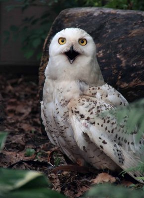 Snowy Owl