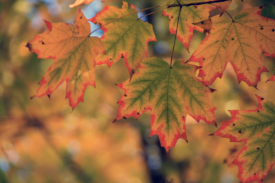 autumn