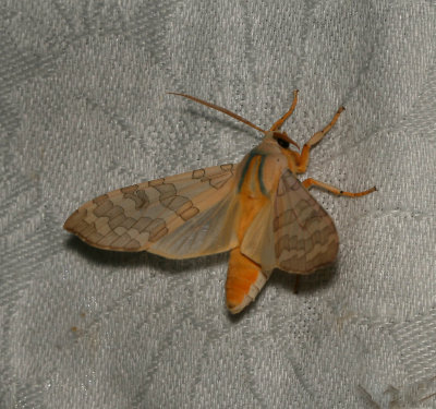 moths
