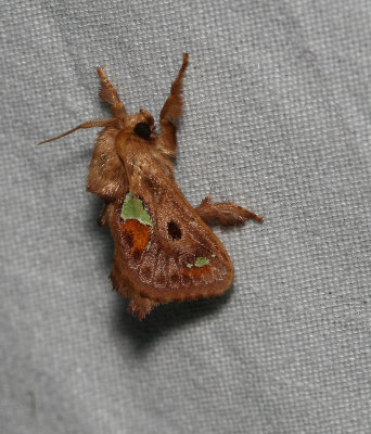 Spiny oak slug moth