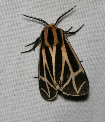 Tiger moth