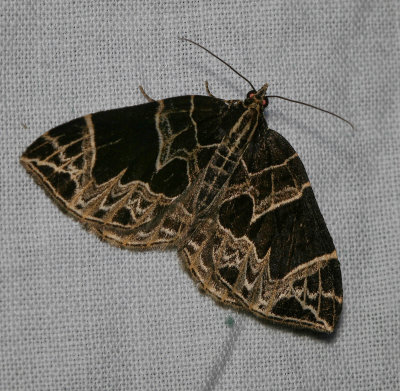Dark banded geometer