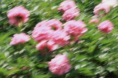 kingwood_gardens