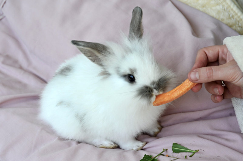 Rabbit 08.jpg