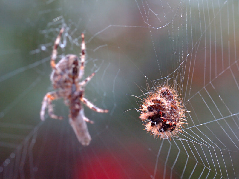 Spider 28.jpg