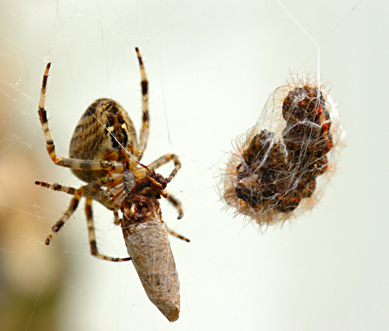 Spider 58.jpg