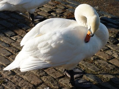 Swan 50.jpg