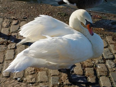 Swan 53.jpg