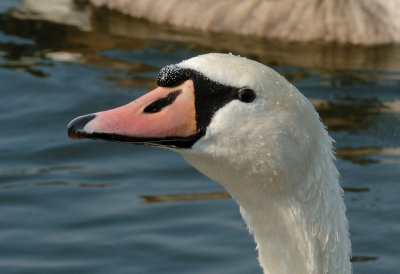 Swan 95.jpg
