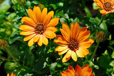 African Daisy 14.jpg