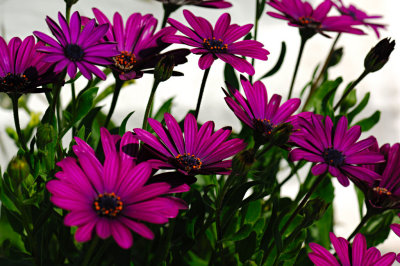 African Daisy 17.jpg