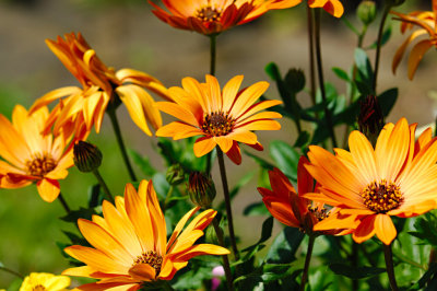 African Daisy 20.jpg