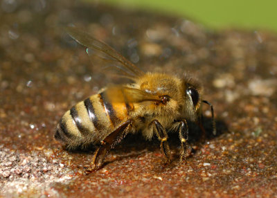 Bee 42.jpg
