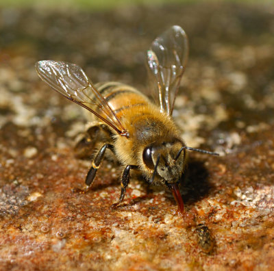 Bee 49.jpg