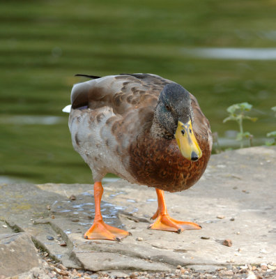 Duck 17.jpg