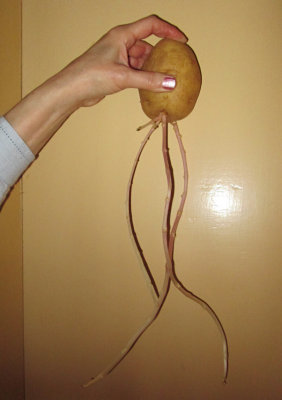Potato.jpg