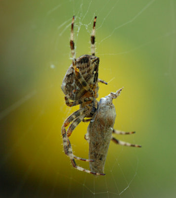 Spider 26.jpg