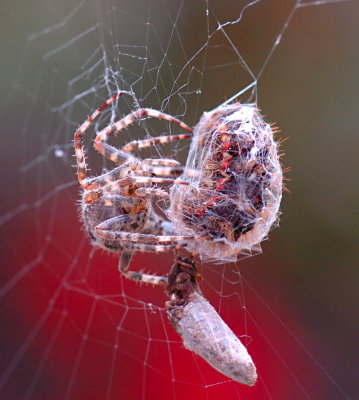 Spider 54.jpg