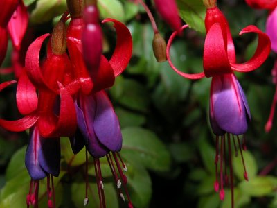 Fuchsia 20.jpg