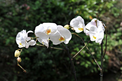 Orchid 29.jpg