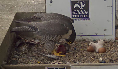 Peregrine Falcons 01.jpg