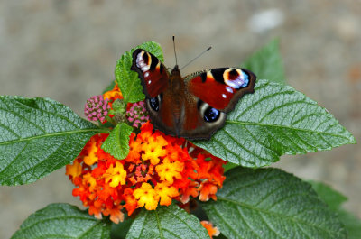 Peacock Butterfly 01.jpg