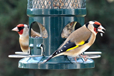 Goldfinch 12.jpg