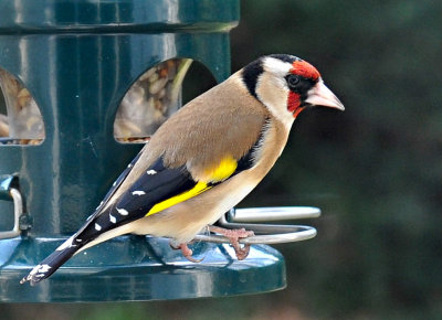 Goldfinch 18.jpg