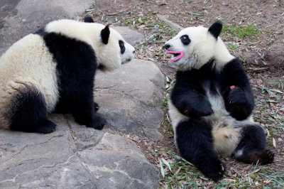 Panda lipstick.jpg
