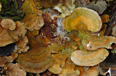 Fungi 36.jpg