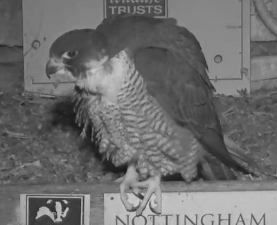 Peregrine Falcons 04.jpg