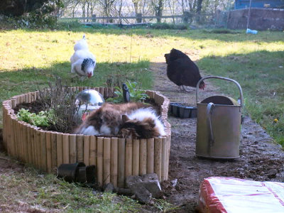 Cat-hens 01.jpg