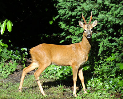 Deer 48.jpg